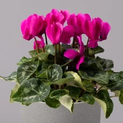 Alpenveilchen, Lila, Topf-Ø 10,5 Cm, Höhe Ca. 23 Cm, 6er-Set -Pflanzen Paradies Verkauf 0210600490 Cyclamen Mix T10 lila 6er Set 2 115225
