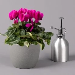 Alpenveilchen, Lila, Topf-Ø 10,5 Cm, Höhe Ca. 23 Cm, 6er-Set -Pflanzen Paradies Verkauf 0210600490 Cyclamen Mix T10 lila 6er Set 3 115226