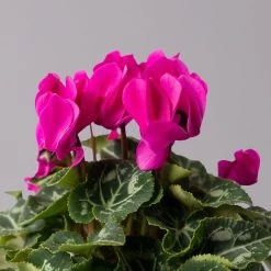 Alpenveilchen, Lila, Topf-Ø 10,5 Cm, Höhe Ca. 23 Cm, 6er-Set -Pflanzen Paradies Verkauf 0210600490 Cyclamen Mix T10 lila 6er Set 4 115227