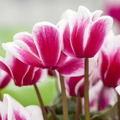 Alpenveilchen, Zweifarbig, Zufällige Farbe, Topf-Ø 13 Cm, Höhe Ca. 30cm, 3er-Set -Pflanzen Paradies Verkauf 0210600497 Cyclamen Halios Fantasia Mix 3er Set 1