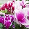 Alpenveilchen, Zweifarbig, Zufällige Farbe, Topf-Ø 13 Cm, Höhe Ca. 30cm, 3er-Set -Pflanzen Paradies Verkauf 0210600497 Cyclamen Halios Fantasia Mix 3er Set