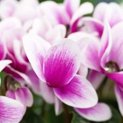 Alpenveilchen, Zweifarbig, Zufällige Farbe, Topf-Ø 13 Cm, Höhe Ca. 30cm, 3er-Set -Pflanzen Paradies Verkauf 0210600497 Cyclamen Halios Fantasia Mix 3er Set 3