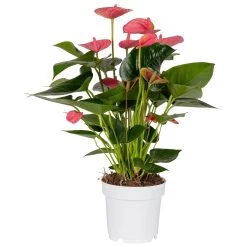 Flamingoblume, 'Pink Champion', Pink, Topf-Ø 14 Cm, Höhe Ca. 50 Cm -Pflanzen Paradies Verkauf 0210650273 Anthurium andr Pink Champion 14cm T H50cm