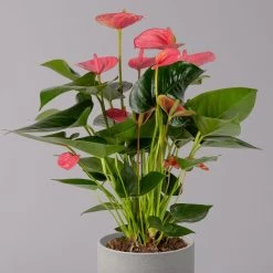 Flamingoblume, 'Pink Champion', Pink, Topf-Ø 14 Cm, Höhe Ca. 50 Cm -Pflanzen Paradies Verkauf 0210650273 Anthurium andr Pink Champion 14cm 2 114740