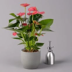 Flamingoblume, 'Pink Champion', Pink, Topf-Ø 14 Cm, Höhe Ca. 50 Cm -Pflanzen Paradies Verkauf 0210650273 Anthurium andr Pink Champion 14cm 3 114741