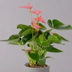 Flamingoblume 'Pink Champion', Topf-Ø 12 Cm, Höhe Ca. 35 Cm 11 Flamingoblume 'Pink Champion', Topf-Ø 12 Cm, Höhe Ca. 35 Cm -Pflanzen Paradies Verkauf 0210650281 Anthurium Andreanum Pink Champion 12cm 2 114743