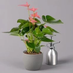 Flamingoblume 'Pink Champion', Topf-Ø 12 Cm, Höhe Ca. 35 Cm 12 Flamingoblume 'Pink Champion', Topf-Ø 12 Cm, Höhe Ca. 35 Cm -Pflanzen Paradies Verkauf 0210650281 Anthurium Andreanum Pink Champion 12cm 3 114744