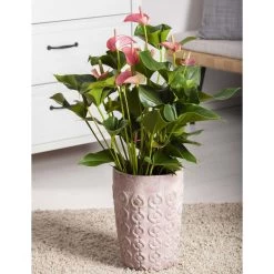 Flamingoblume 'Pink Champion', Pink, Topf-Ø 12 Cm, Höhe Ca. 35 Cm, 12 Flamingoblume 'Pink Champion', Pink, Topf-Ø 12 Cm, Höhe Ca. 35 Cm, -Pflanzen Paradies Verkauf 0210650281 Anthurium Andreanum Pink Champion