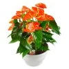 Flamingoblume, 'Prince Of Orange', Orange, Topf-Ø 30 Cm, Höhe Ca. 65 Cm -Pflanzen Paradies Verkauf 0210650412 Anthurium Andreanum Prince of Orange 30cm T H65cm