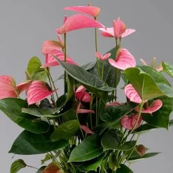 Bestseller -Pflanzen Paradies Verkauf 0210650450 Anthurium andrPink Champion T21 H65 4 126765