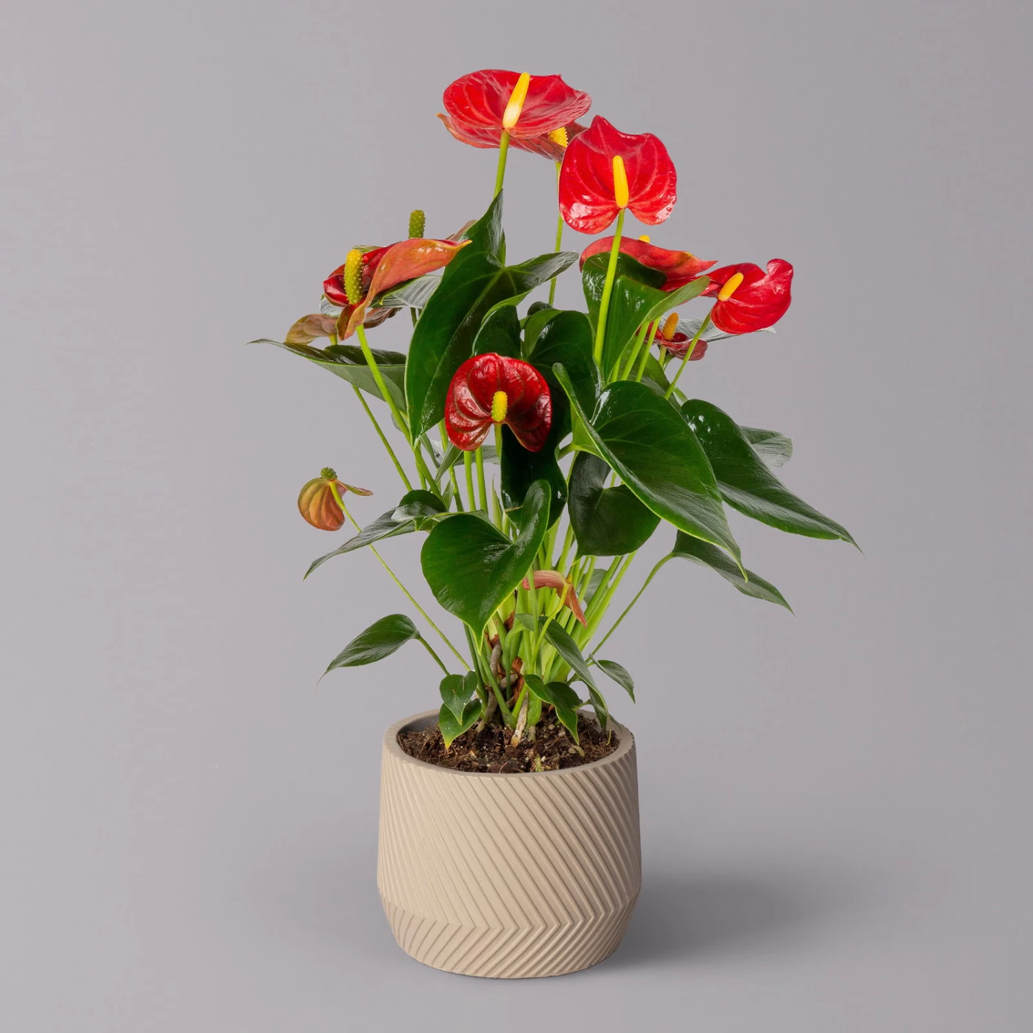 Flamingoblume 'Red Champion' Rot, Inkl. Übertopf Monza Beige, Topf-Ø 12 Cm 3 Flamingoblume 'Red Champion' Rot, Inkl. Übertopf Monza Beige, Topf-Ø 12 Cm