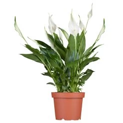 Luftreinigender Mix Für Sonnig/halbschattige Standorte, Topf 12 Cm Ø -Pflanzen Paradies Verkauf 0210660047 Spathiphyllum Bellini 13cm T H40cm Decorum Plants 1