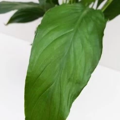 Luftreinigender Mix Für Sonnig/halbschattige Standorte, Topf 12 Cm Ø -Pflanzen Paradies Verkauf 0210660047 Spathiphyllum Bellini 13cm T H40cm Decorum Plants 2