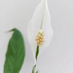 Luftreinigender Mix Für Sonnig/halbschattige Standorte, Topf 12 Cm Ø -Pflanzen Paradies Verkauf 0210660047 Spathiphyllum Bellini 13cm T H40cm Decorum Plants 3