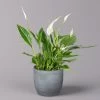 Einblatt 'Bellini' In Keramiktopf Bergamo Grau, Topf-Ø 13 Cm, Höhe Ca. 30 Cm -Pflanzen Paradies Verkauf 0210660088 Spathiphyllum in Uebertopf Bergamo grau 1