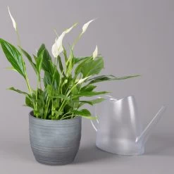 Einblatt 'Bellini' In Keramiktopf Bergamo Grau, Topf-Ø 13 Cm, Höhe Ca. 30 Cm 9 Einblatt 'Bellini' In Keramiktopf Bergamo Grau, Topf-Ø 13 Cm, Höhe Ca. 30 Cm -Pflanzen Paradies Verkauf 0210660088 Spathiphyllum in Uebertopf Bergamo grau 3