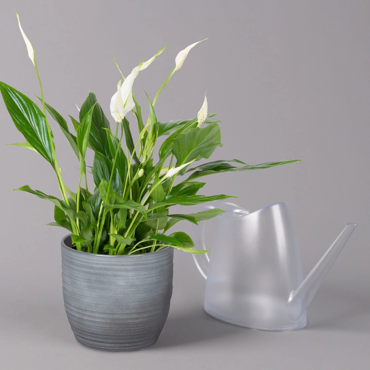 Einblatt 'Bellini' In Keramiktopf Bergamo Grau, Topf-Ø 13 Cm, Höhe Ca. 30 Cm 5 Einblatt 'Bellini' In Keramiktopf Bergamo Grau, Topf-Ø 13 Cm, Höhe Ca. 30 Cm – Bild 3