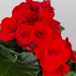 Elatior-Begonie, Topf-Ø 14 Cm, Rot, Höhe Ca. 20-27 Cm, 4er-Set -Pflanzen Paradies Verkauf 0210900297 Begonia Elatior T14 rot 4er Set 42