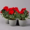 Elatior-Begonie, Topf-Ø 14 Cm, Rot, Höhe Ca. 20-27 Cm, 4er-Set -Pflanzen Paradies Verkauf 0210900297 Begonia Elatior rot 12