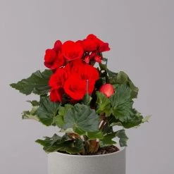 Elatior-Begonie, Topf-Ø 14 Cm, Rot, Höhe Ca. 20-27 Cm, 4er-Set -Pflanzen Paradies Verkauf 0210900297 Begonia Elatior rot 32