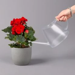 Elatior-Begonie, Topf-Ø 14 Cm, Rot, Höhe Ca. 20-27 Cm, 4er-Set -Pflanzen Paradies Verkauf 0210900297 Begonia Elatior rot 42