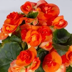 Elatior-Begonie, Topf-Ø 14 Cm, Orange, Höhe Ca. 20-27 Cm, 4er-Set -Pflanzen Paradies Verkauf 0210900298 Begonia Elatior T14 orange 4er Set 42