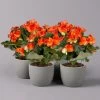 Elatior-Begonie, Topf-Ø 14 Cm, Orange, Höhe Ca. 20-27 Cm, 4er-Set -Pflanzen Paradies Verkauf 0210900298 Begonia Elatior orange 12