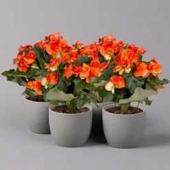 Elatior-Begonie, Topf-Ø 14 Cm, Orange, Höhe Ca. 20-27 Cm, 4er-Set