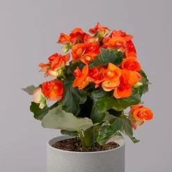 Elatior-Begonie, Topf-Ø 14 Cm, Orange, Höhe Ca. 20-27 Cm, 4er-Set -Pflanzen Paradies Verkauf 0210900298 Begonia Elatior orange 32