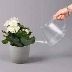 Elatior-Begonie, Topf-Ø 14 Cm, Rosa & Weiß, Höhe Ca. 20-27 Cm, 4er-Set -Pflanzen Paradies Verkauf 0210900300 Begonia Elatior weiss rosa 4