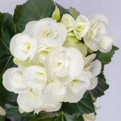 Elatior-Begonie, Topf-Ø 14 Cm, Rosa & Weiß, Höhe Ca. 20-27 Cm, 4er-Set -Pflanzen Paradies Verkauf 0210900300 Begonia Elatior weiss rosa 5