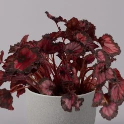 Blattbegonie 'Inca Night', Topf-Ø 12 Cm, Höhe Ca. 25 Cm, 3er-Set 10 Blattbegonie 'Inca Night', Topf-Ø 12 Cm, Höhe Ca. 25 Cm, 3er-Set -Pflanzen Paradies Verkauf 0210900312 Blattbegonie Inca Night 3er Set 3