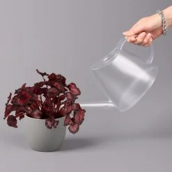 Blattbegonie 'Inca Night', Topf-Ø 12 Cm, Höhe Ca. 25 Cm, 3er-Set 11 Blattbegonie 'Inca Night', Topf-Ø 12 Cm, Höhe Ca. 25 Cm, 3er-Set -Pflanzen Paradies Verkauf 0210900312 Blattbegonie Inca Night 3er Set 4