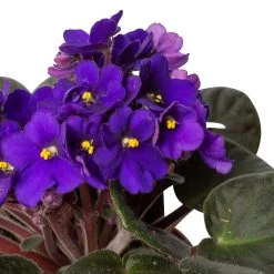 Usambaraveilchen, Dunkelblau, Topf-Ø 12 Cm, 6er-Set -Pflanzen Paradies Verkauf 0210950102 0210950107 Saintpaulia blau T12cm 6er Set 1 116378