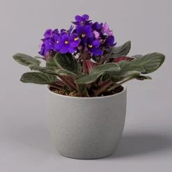 Usambaraveilchen, Dunkelblau, Topf-Ø 12 Cm, 6er-Set -Pflanzen Paradies Verkauf 0210950102 Saintpaulia blau T12cm H20cm 6erSet1 116376