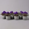 Usambaraveilchen, Dunkelblau, Topf-Ø 12 Cm, 6er-Set -Pflanzen Paradies Verkauf 0210950102 Saintpaulia blau T12cm H20cm 6erSet 116377