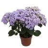 Hortensie 'Double Dutch', Blau, Topf-Ø 14 Cm, Höhe Ca. 40 Cm -Pflanzen Paradies Verkauf 0211200156 Hydrangea Double Dutch blau