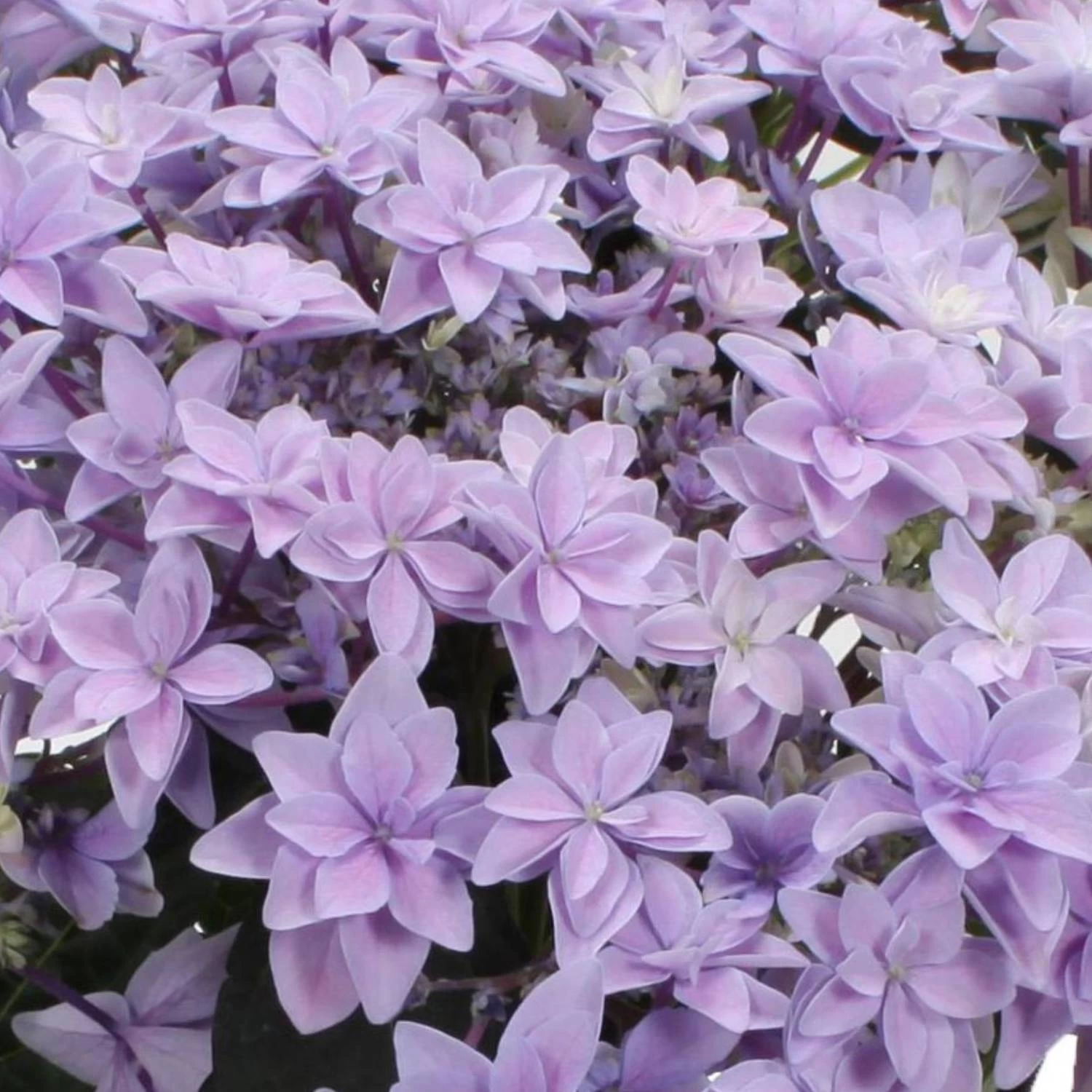 Hortensie 'Double Dutch', Blau, Topf-Ø 14 Cm, Höhe Ca. 40 Cm 4 Hortensie 'Double Dutch', Blau, Topf-Ø 14 Cm, Höhe Ca. 40 Cm – Bild 2
