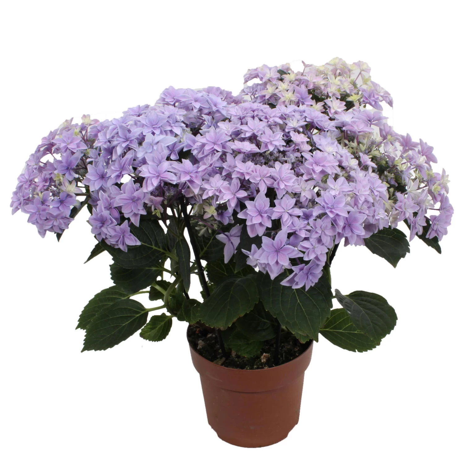 Hortensie 'Double Dutch', Blau, Topf-Ø 14 Cm, Höhe Ca. 40 Cm 3 Hortensie 'Double Dutch', Blau, Topf-Ø 14 Cm, Höhe Ca. 40 Cm