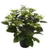 Hortensie Hovaria® 'Elleair Anniversary', Blau, Topf-Ø 14 Cm, Höhe Ca. 35 Cm 1 Hortensie Hovaria® 'Elleair Anniversary', Blau, Topf-Ø 14 Cm, Höhe Ca. 35 Cm -Pflanzen Paradies Verkauf 0211200161 Hydrangea Hov Elleair Anniversary blau 1