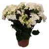 Hortensie 'Double Dutch', Weiß, Topf-Ø 14 Cm, Höhe Ca. 40 Cm 1 Hortensie 'Double Dutch', Weiß, Topf-Ø 14 Cm, Höhe Ca. 40 Cm -Pflanzen Paradies Verkauf 0211200165 Hydrangea Double Dutch weiss