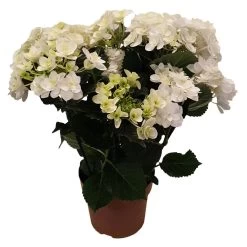 Hortensie 'Double Dutch', Weiß, Topf-Ø 14 Cm, Höhe Ca. 40 Cm