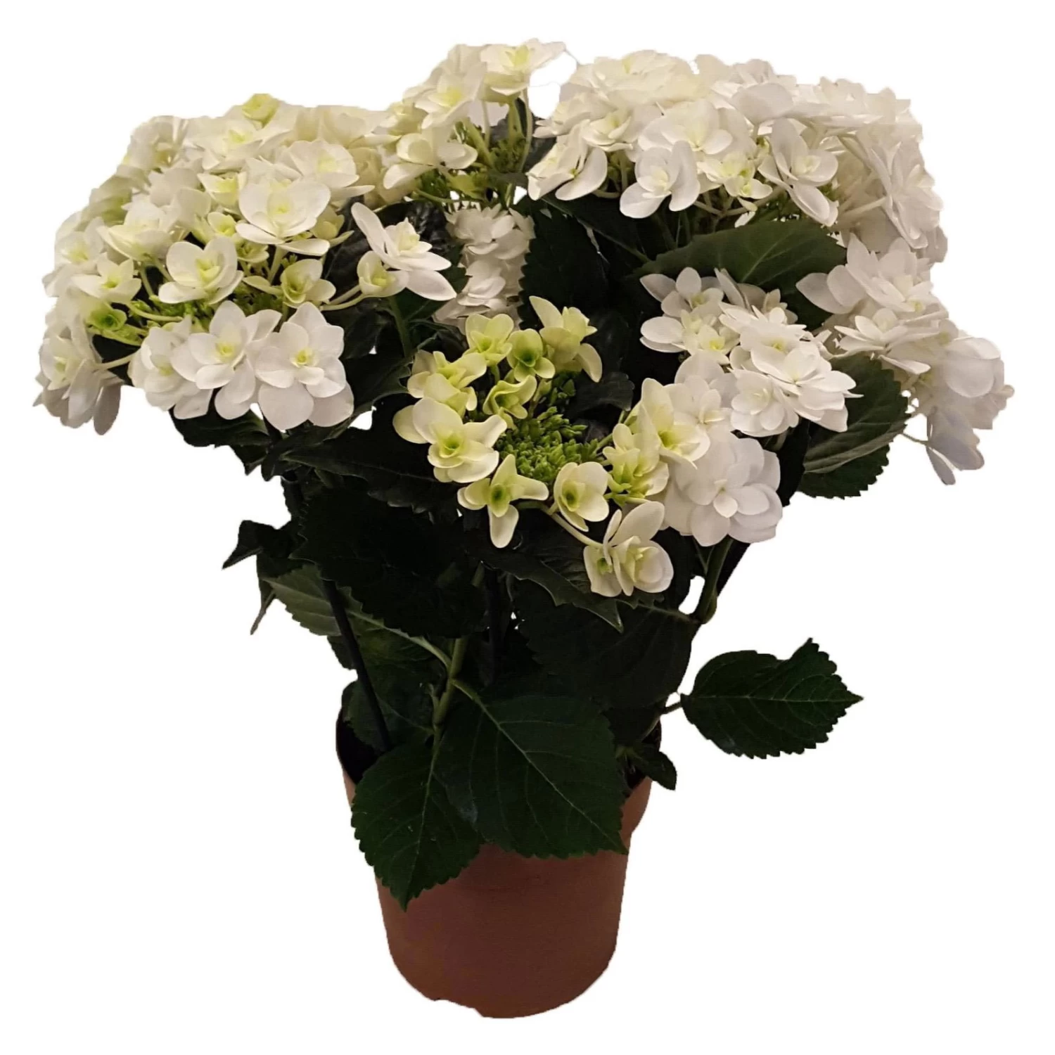 Hortensie 'Double Dutch', Weiß, Topf-Ø 14 Cm, Höhe Ca. 40 Cm 3 Hortensie 'Double Dutch', Weiß, Topf-Ø 14 Cm, Höhe Ca. 40 Cm