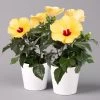 Hibiskus, Gelb, Mit Keramiktopf Dallas Weiß, Topf-Ø 13 Cm, 2er-Set -Pflanzen Paradies Verkauf 0213100206 Hibiscus gelb mit Topf Dallas weiss 2er Set