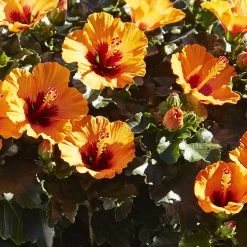 Hibiskus, Graff® 'Petit Orange', Mit Keramiktopf Dallas Weiß, Topf-Ø 13 Cm -Pflanzen Paradies Verkauf 0213100211 0213100212 0213100213 0213100227 0213100228 Hibiscus Petit Orange
