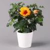 Hibiskus, Graff® 'Petit Orange', Mit Keramiktopf Dallas Weiß, Topf-Ø 13 Cm -Pflanzen Paradies Verkauf 0213100227 Hibiscus Petit Orange mit Topf Dallas weiss 1