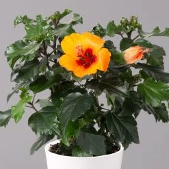 Hibiskus, Graff® 'Petit Orange', Mit Keramiktopf Dallas Weiß, Topf-Ø 13 Cm -Pflanzen Paradies Verkauf 0213100227 Hibiscus Petit Orange mit Topf Dallas weiss 2