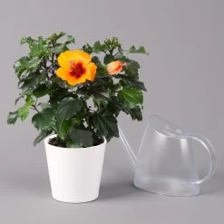 Hibiskus, Graff® 'Petit Orange', Mit Keramiktopf Dallas Weiß, Topf-Ø 13 Cm -Pflanzen Paradies Verkauf 0213100227 Hibiscus Petit Orange mit Topf Dallas weiss 3