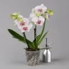 Phalaenopsis 'Spirit' Weiß Gesprenkelt, 2 Rispen, Topf-Ø 12 Cm, Höhe Ca. 50 Cm -Pflanzen Paradies Verkauf 0215152574 phalaenopsis spirit white special 1 122934