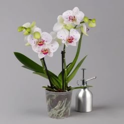 Phalaenopsis 'Spirit' Weiß Gesprenkelt, 2 Rispen, Topf-Ø 12 Cm, Höhe Ca. 50 Cm